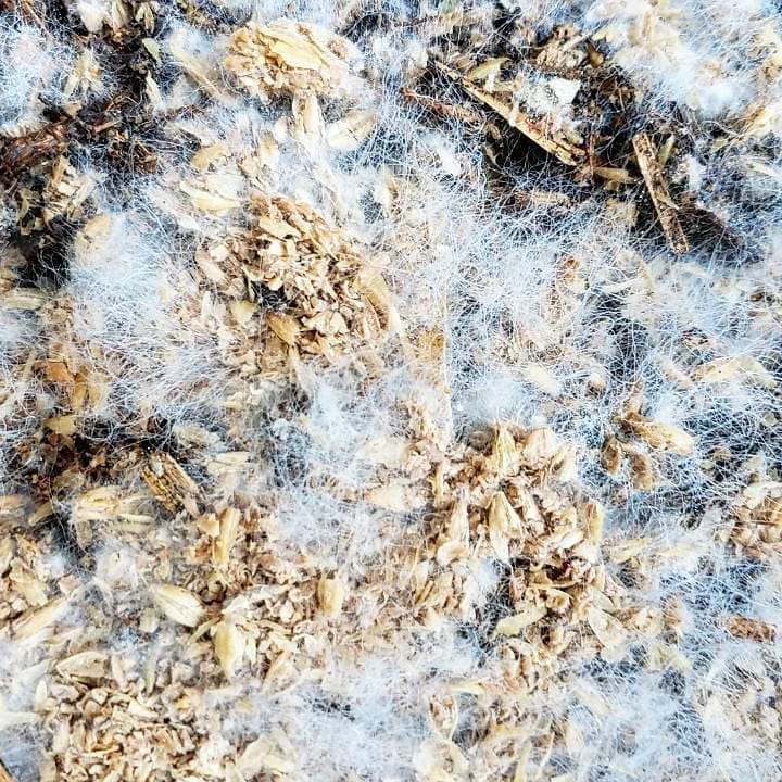 BierKashi Bokashi 5 to 50 lbs Bokashi SD Microbes