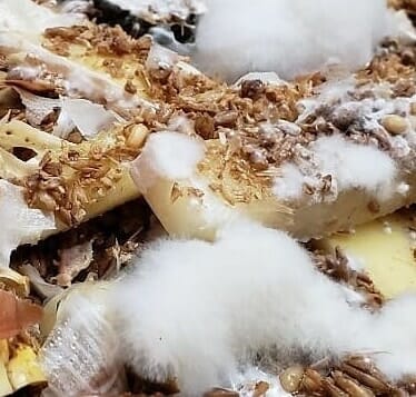 BierKashi Bokashi 5 to 50 lbs Bokashi SD Microbes