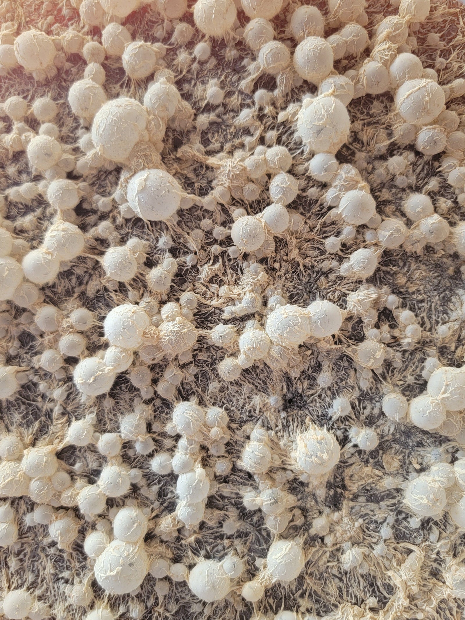 BrewKashi Microbial Activator SD Microbes