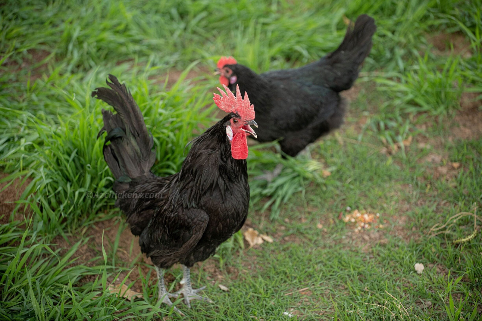 Black American Bresse Chicks - Buy 10 + 5 Bonus Free (Unsexed, Shipping Included) Black Bresse Chickens Az Chickens