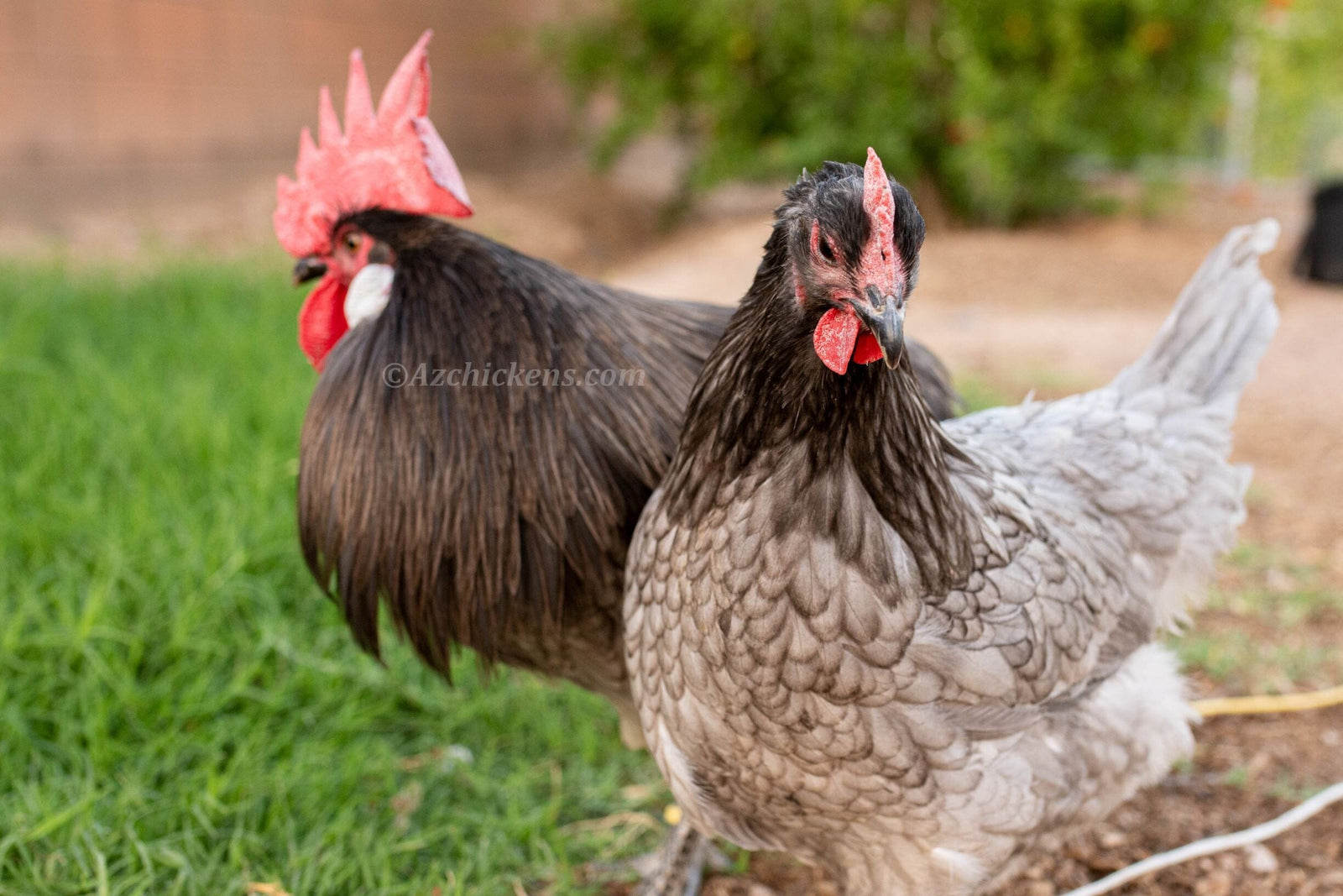 Blue American Bresse Chicks - Buy 10 + 5 Bonus Free (Unsexed, Shipping Included) Blue Bresse Chickens Az Chickens