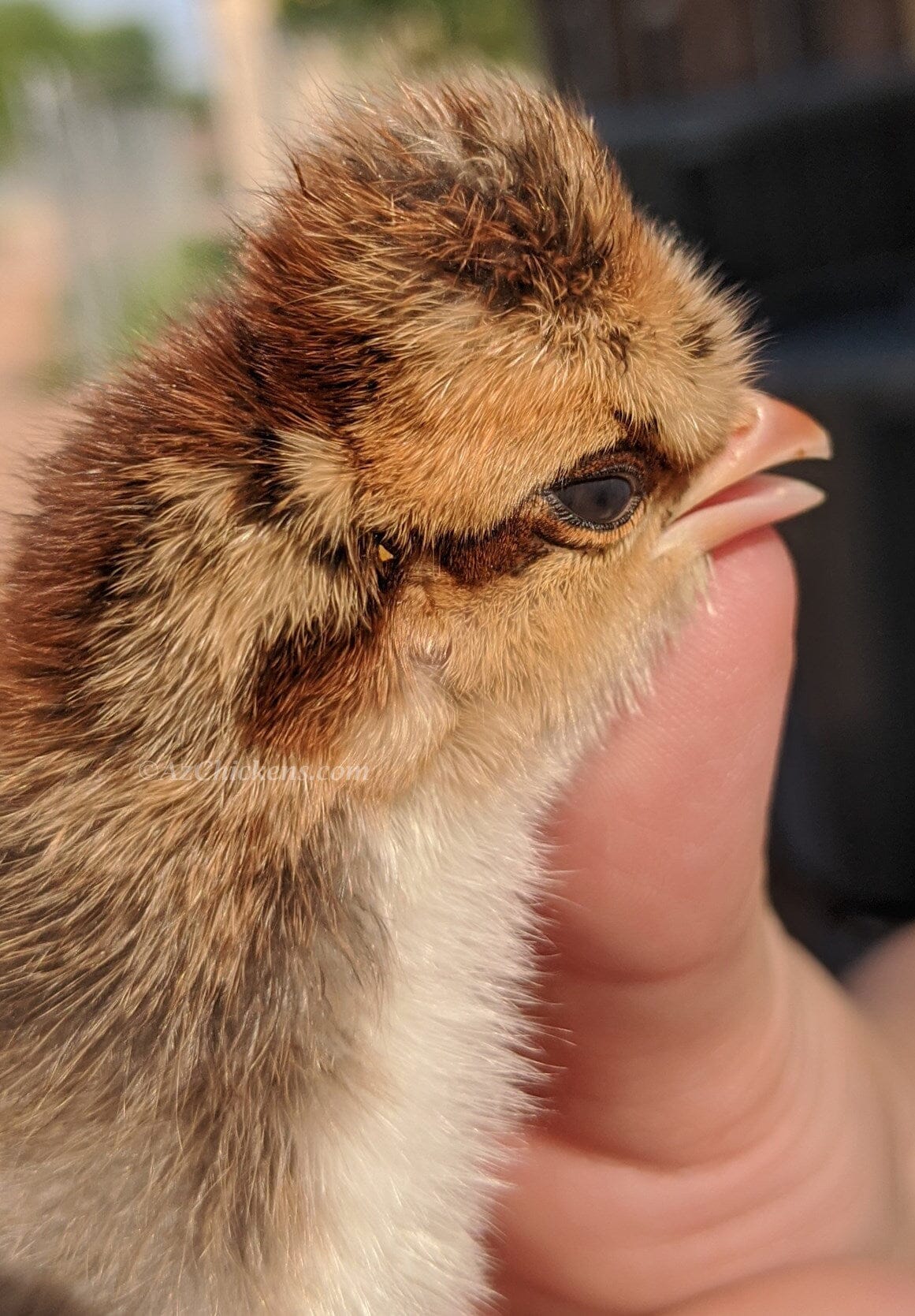 Creme Legbar Chicks – Buy 6 + 4 Bonus Free (10 Females Total, Shipping Included) Creme Crested Legbar Az Chickens