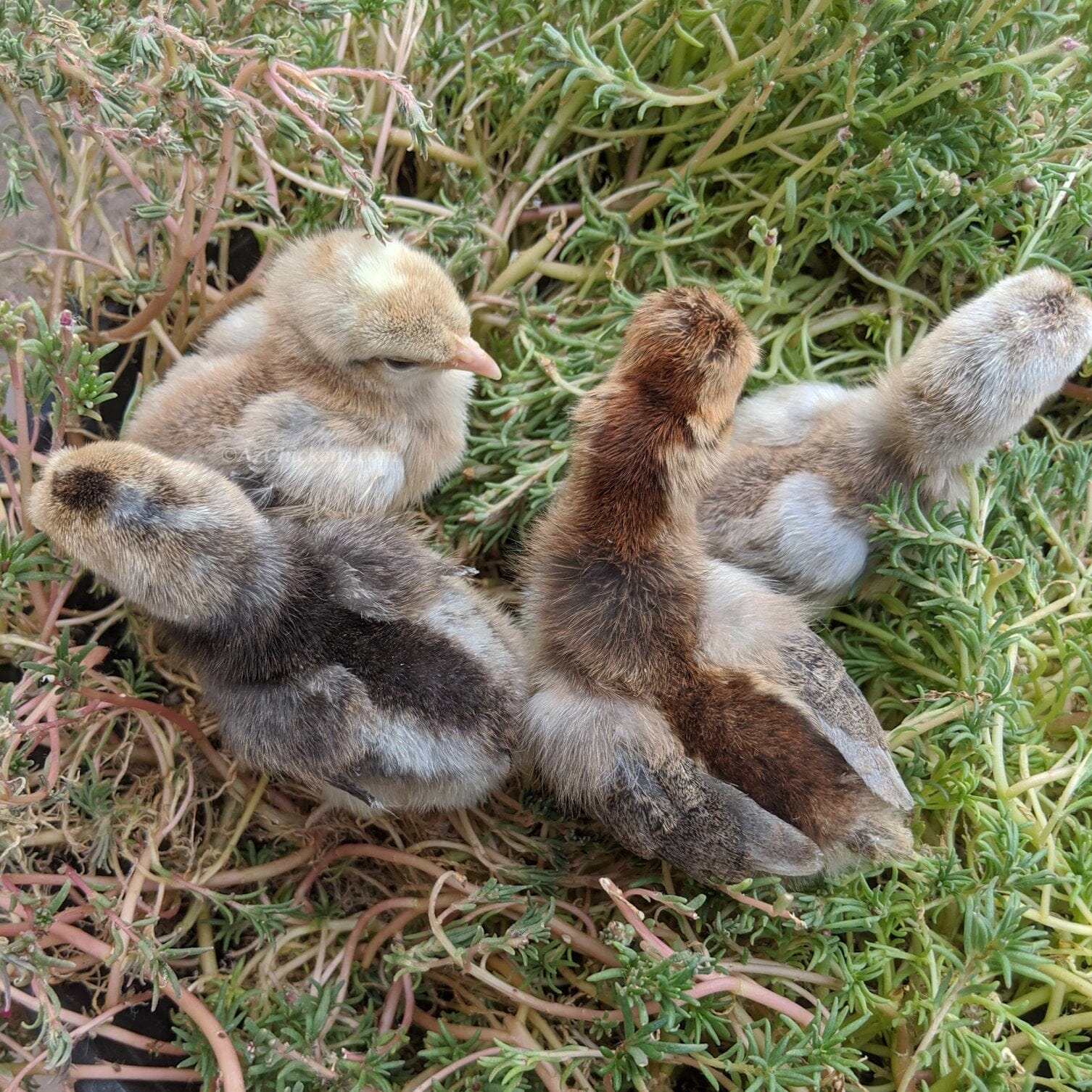 Creme Legbar Chicks – Buy 6 + 4 Bonus Free (10 Females Total, Shipping Included) Creme Crested Legbar Az Chickens