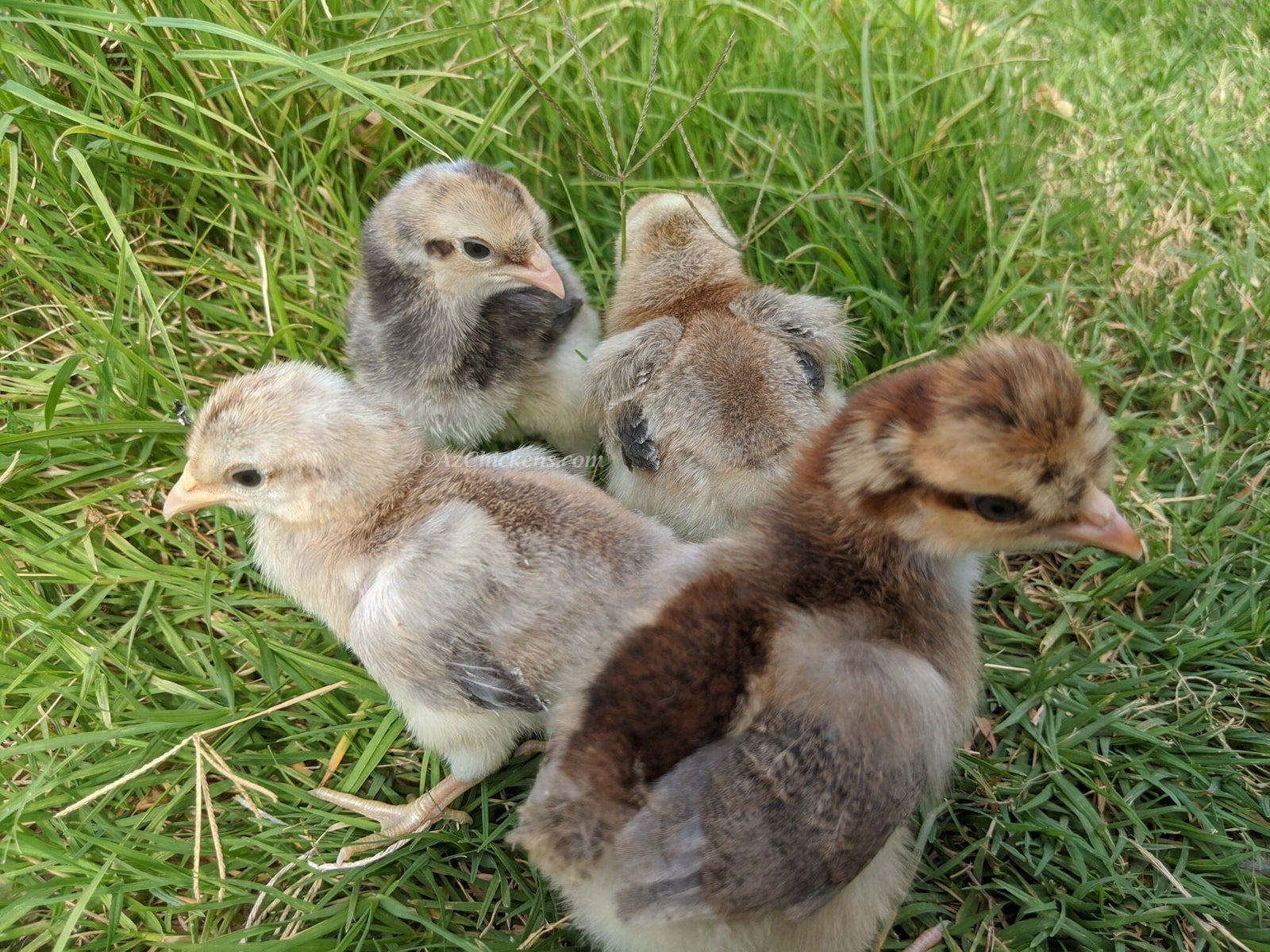 Blue Egg, Blue Laced & Speckled Trio – Buy 6 + 6 Bonus Free (12 Female Chicks, Shipping Included) baby chicks Az Chickens