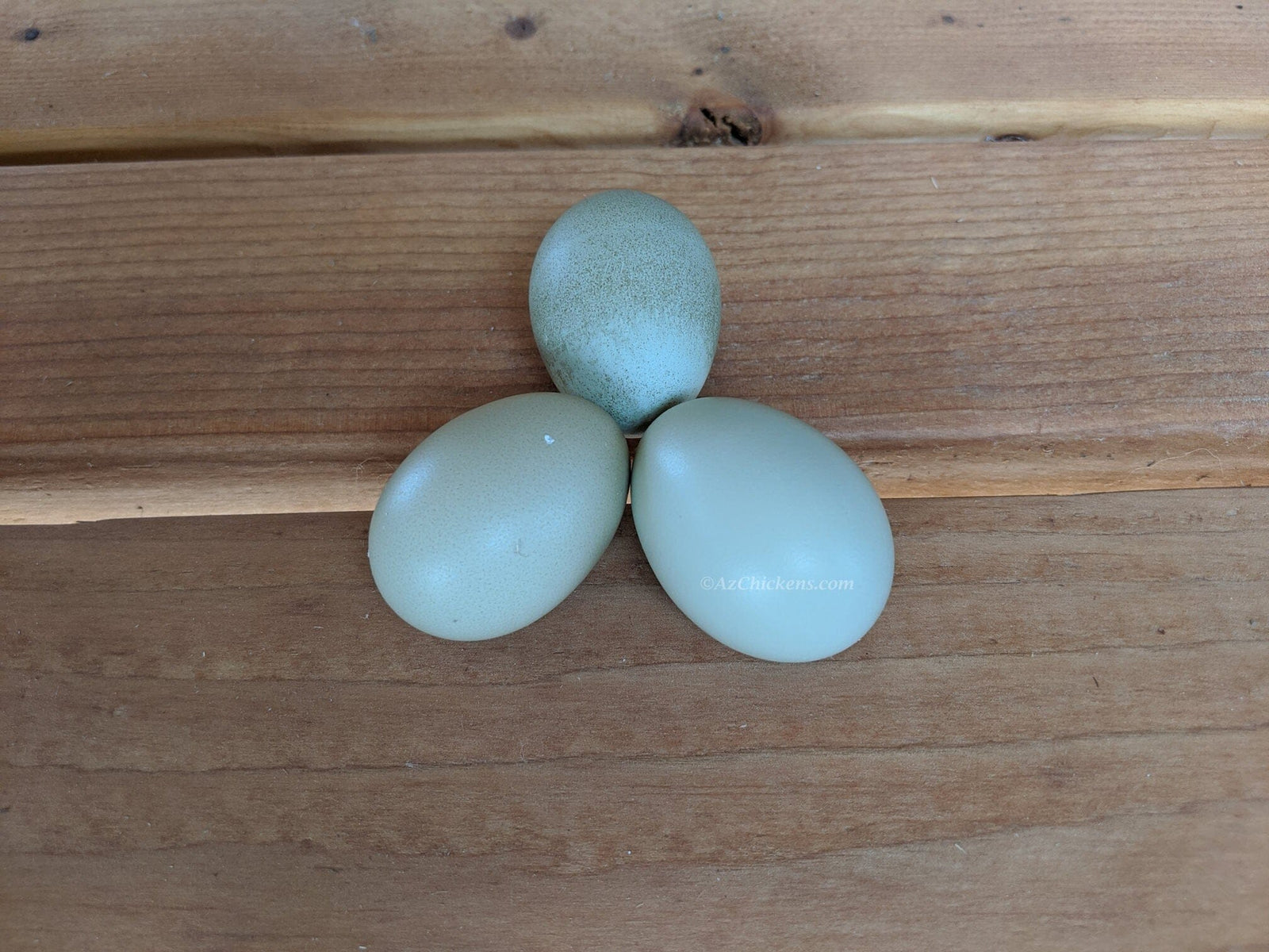 Blue Egg, Blue Laced & Speckled Trio – Buy 6 + 6 Bonus Free (12 Female Chicks, Shipping Included) baby chicks Az Chickens