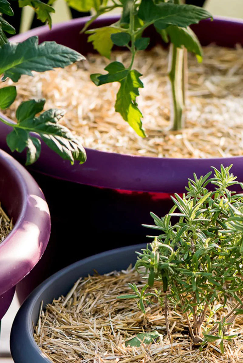 Garden Straw - Temperature Regulating Urban Worm Company