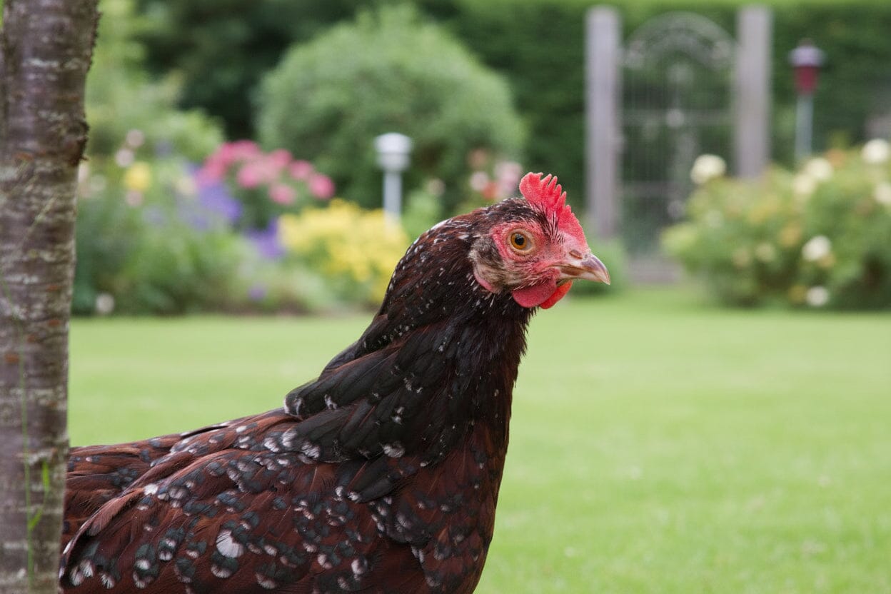 Blue Egg, Blue Laced & Speckled Trio – Buy 6 + 6 Bonus Free (12 Female Chicks, Shipping Included) baby chicks Az Chickens