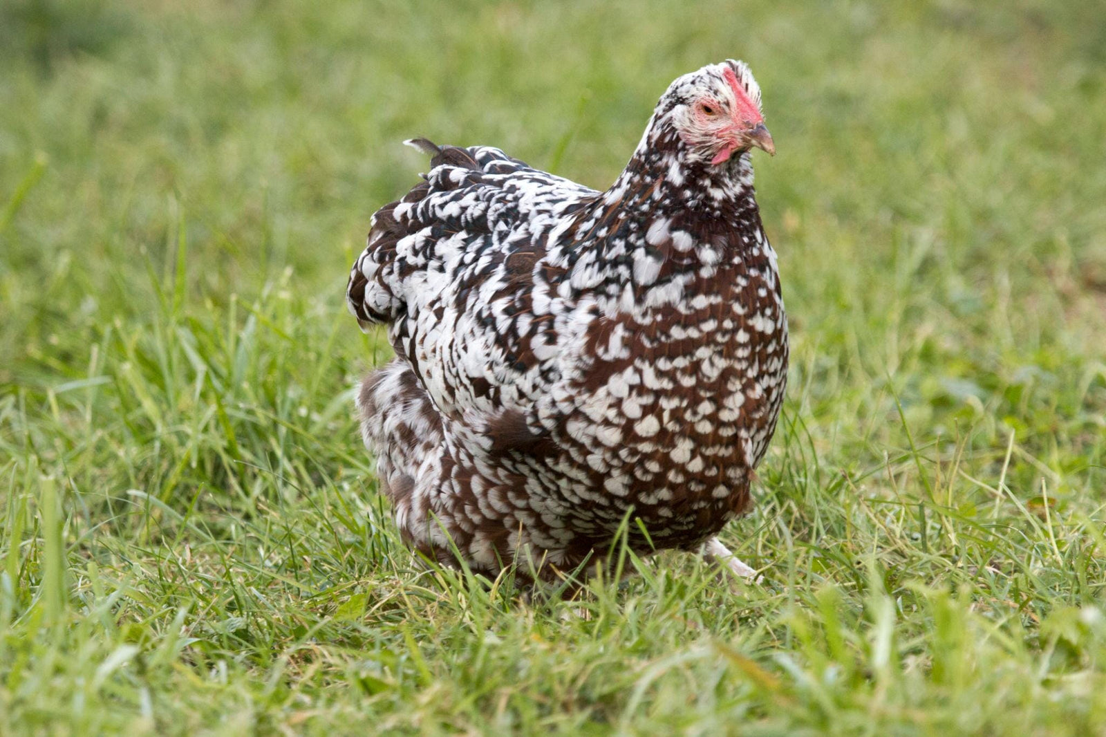 Blue Egg, Blue Laced & Speckled Trio – Buy 6 + 6 Bonus Free (12 Female Chicks, Shipping Included) baby chicks Az Chickens