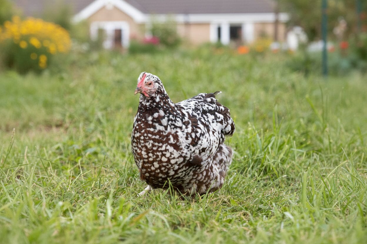Blue Egg, Blue Laced & Speckled Trio – Buy 6 + 6 Bonus Free (12 Female Chicks, Shipping Included) baby chicks Az Chickens