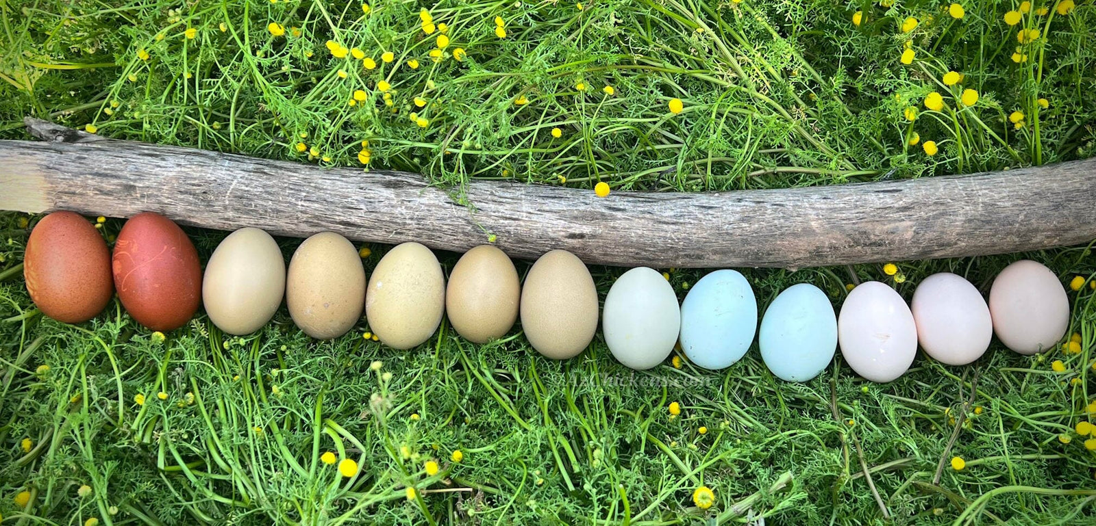 Rainbow Egg Assortment – Buy 10 + 5 Bonus Free (15 All-Female, Shipping Included) Az Chickens January 21st