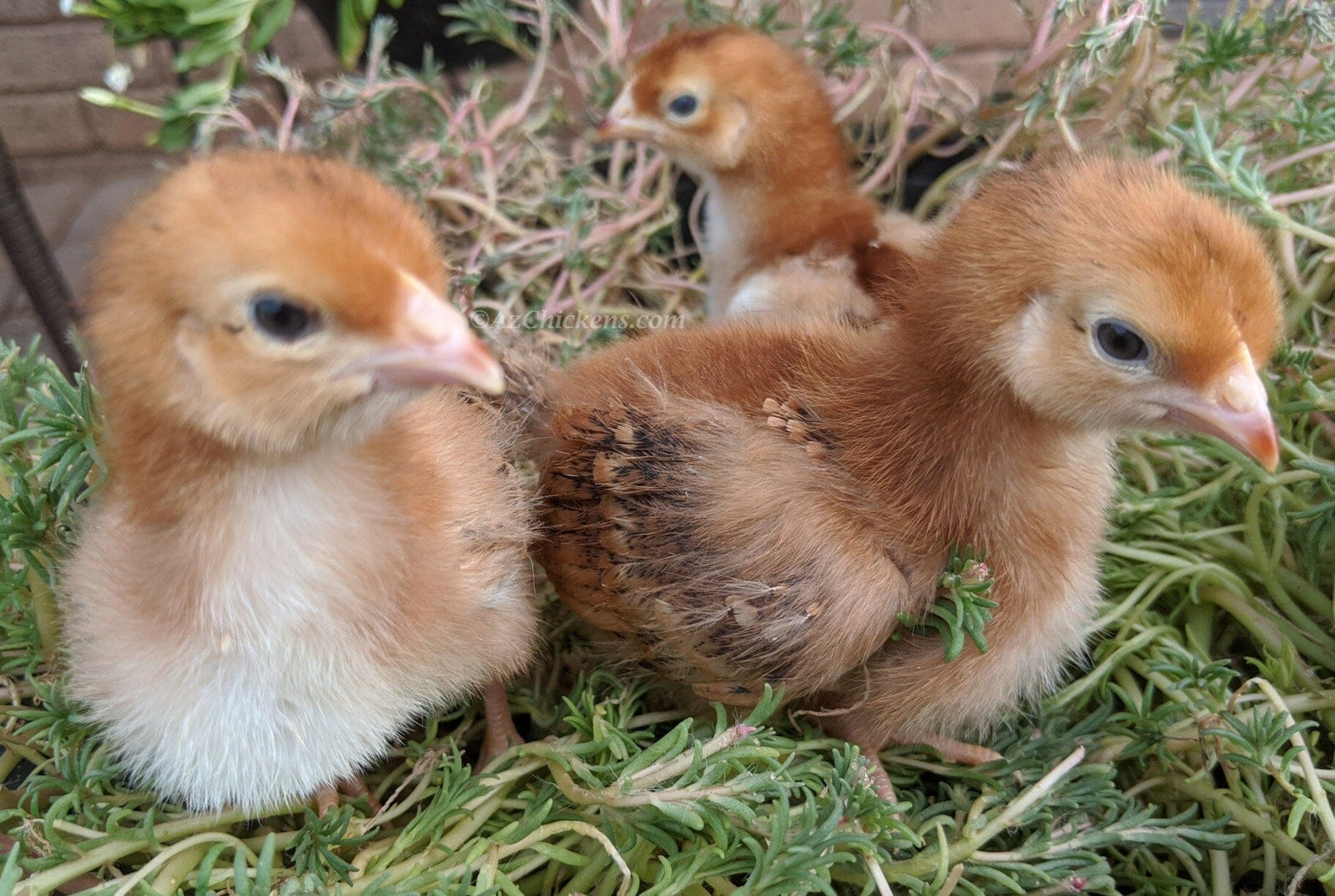Rhode Island Red Chicks – Buy 10 + 5 Bonus Free (15 All-Female, Shipping Included) Az Chickens