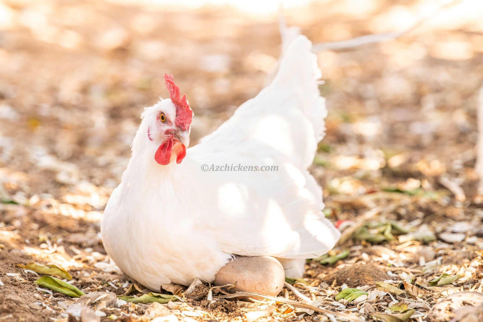 White American Bresse Chicks - Buy 10 + 5 Bonus Free (Unsexed, Shipping Included) White Bresse Chickens Az Chickens