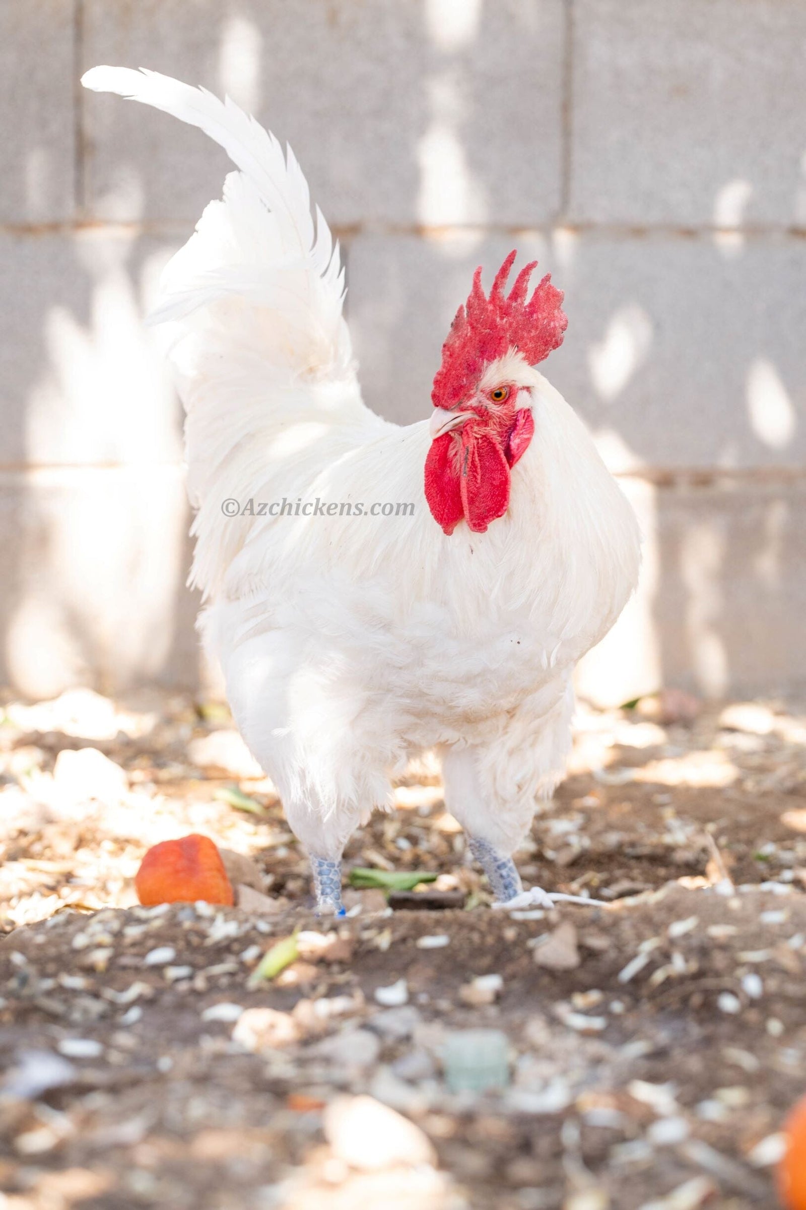 White American Bresse Chicks - Buy 10 + 5 Bonus Free (Unsexed, Shipping Included) White Bresse Chickens Az Chickens February 23rd