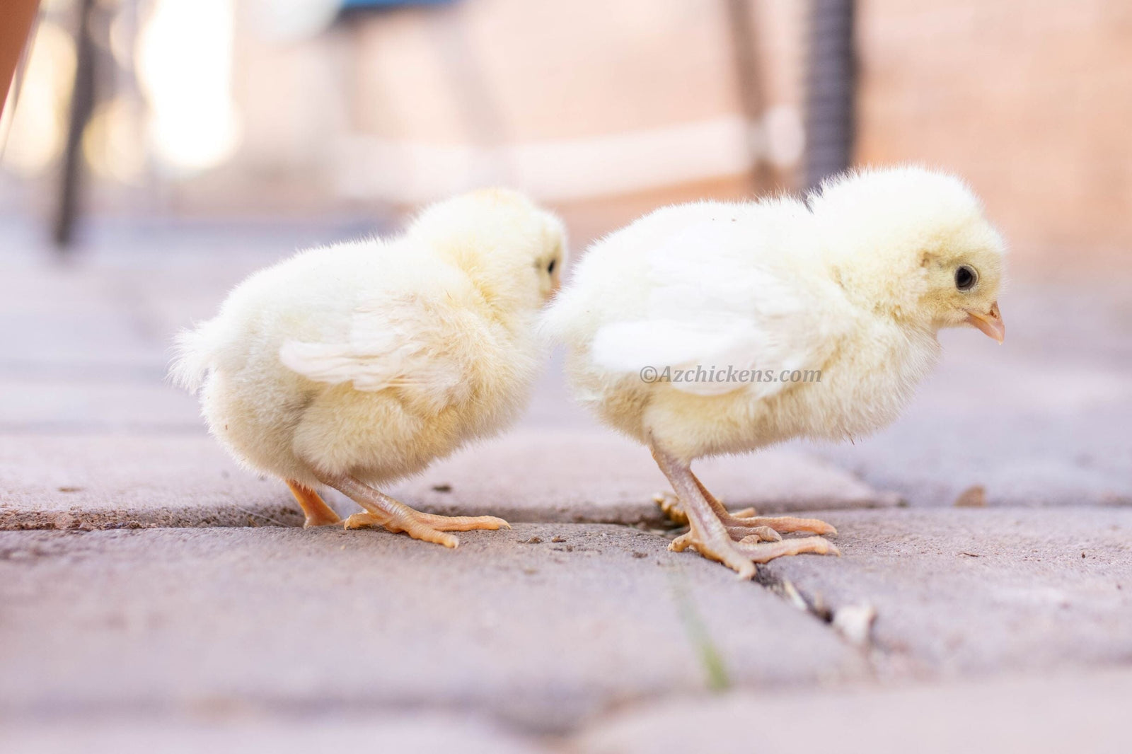 White American Bresse Chicks - Buy 10 + 5 Bonus Free (Unsexed, Shipping Included) White Bresse Chickens Az Chickens
