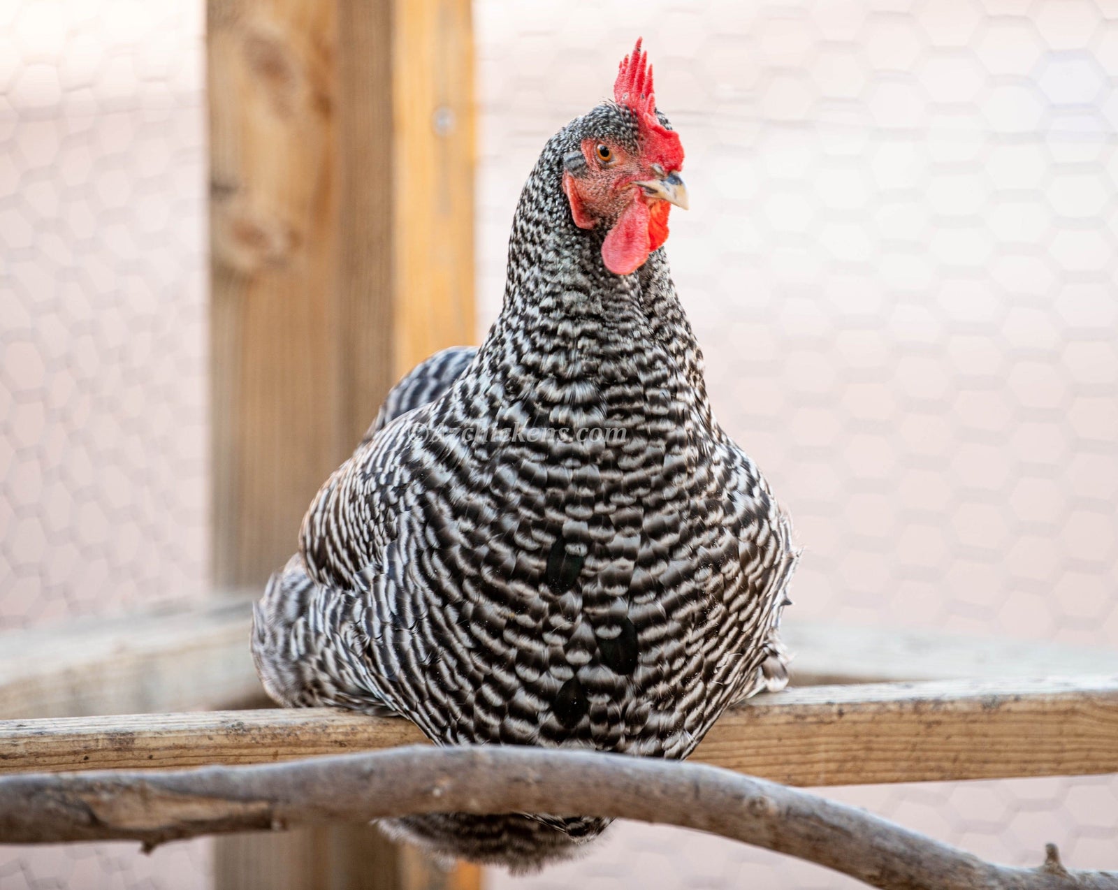 Barred Rock Chicks – Buy 10 + 5 Bonus Free (15 All-Female, Shipping Included) Az Chickens