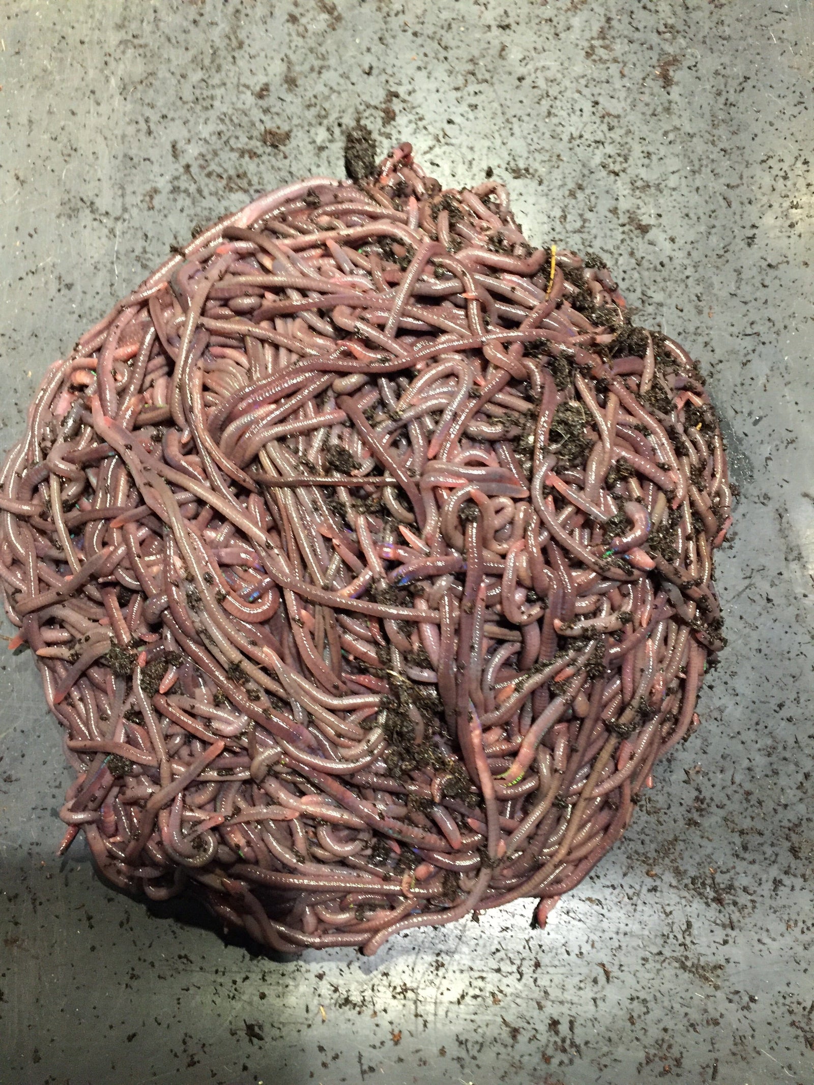 African Nightcrawlers Worms Midwest Worms