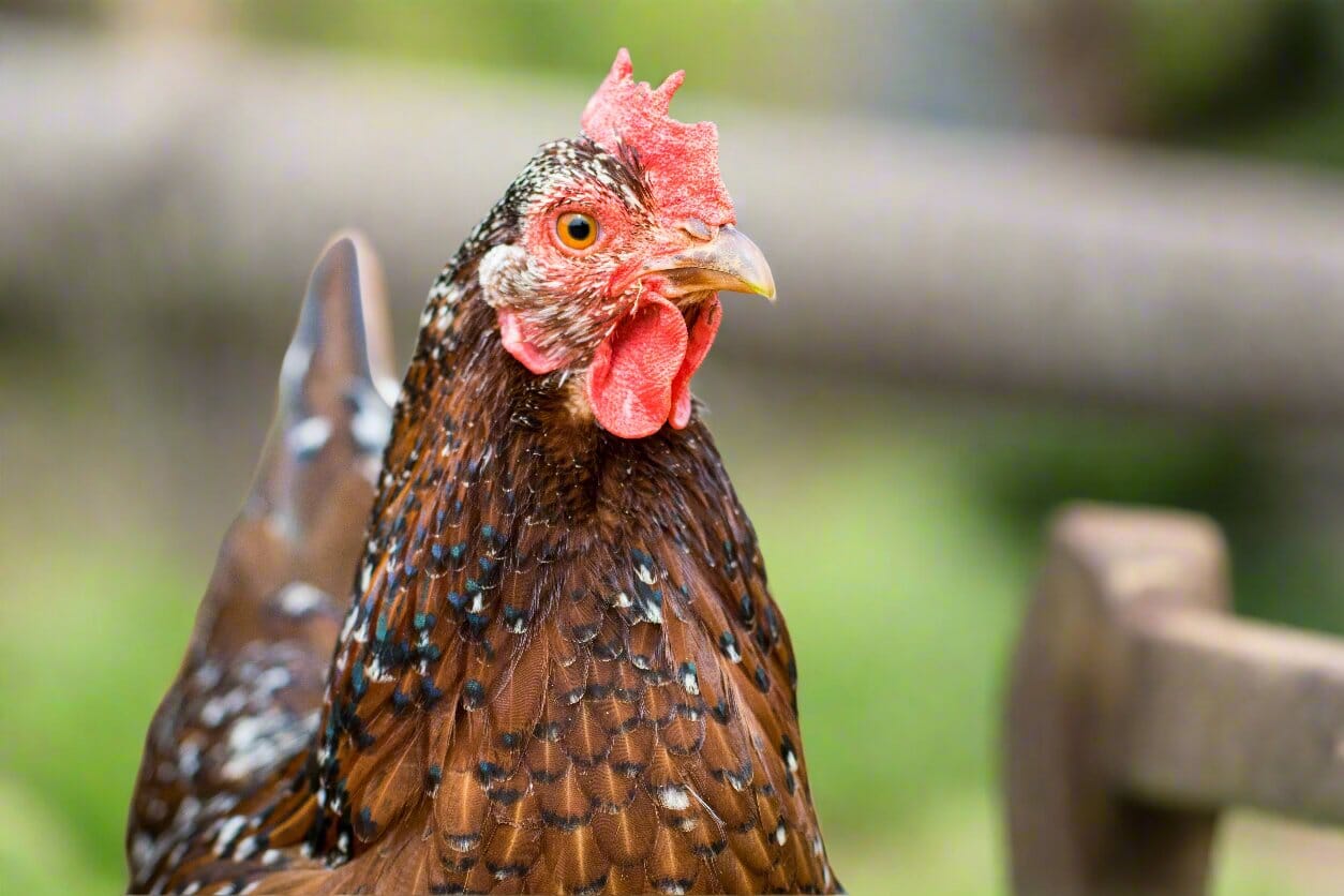 Blue Egg, Blue Laced & Speckled Trio – Buy 6 + 6 Bonus Free (12 Female Chicks, Shipping Included) baby chicks Az Chickens