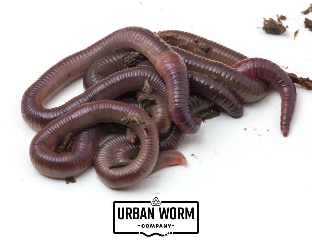 Bulk African Nightcrawler Composting Worms Worms Urban Worm Company