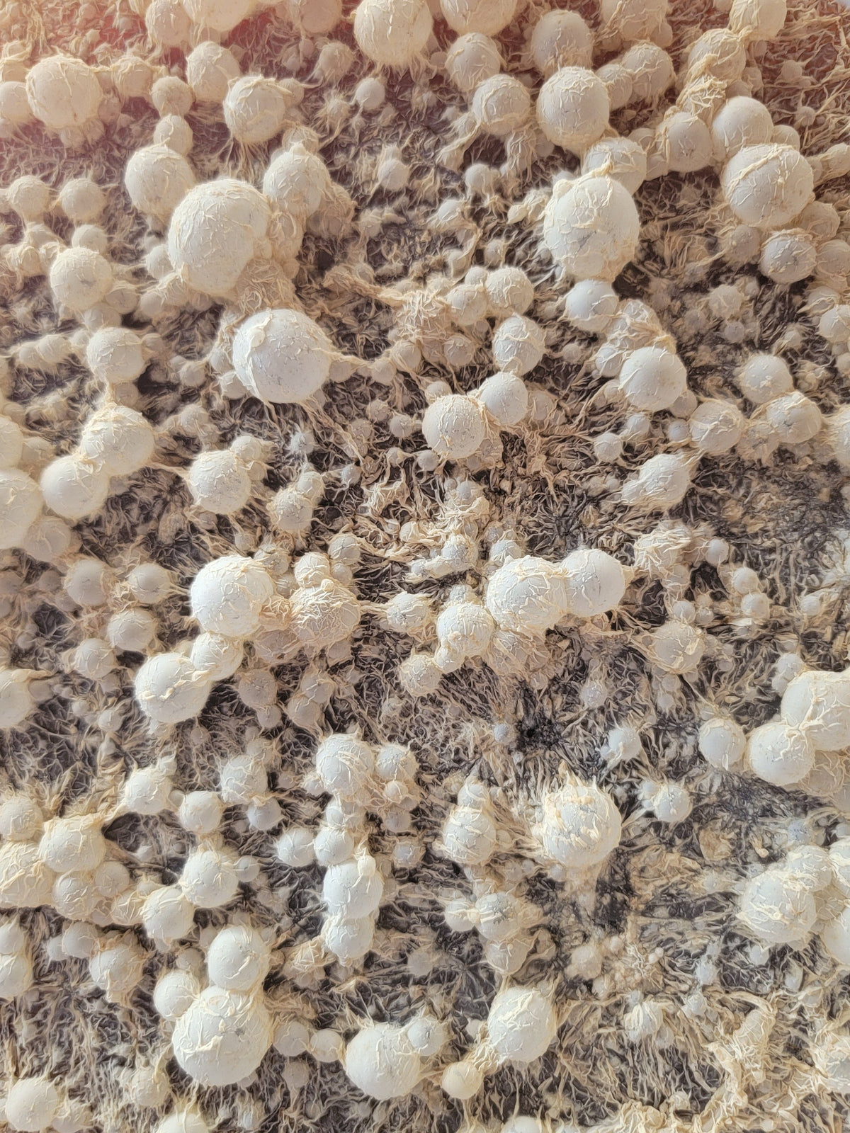 BrewKashi Microbial Activator SD Microbes 