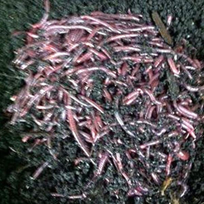 African Nightcrawlers Worms Midwest Worms