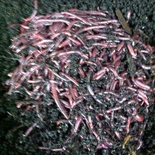 African Nightwalker African Nightcrawlers - Urban Worm Company
