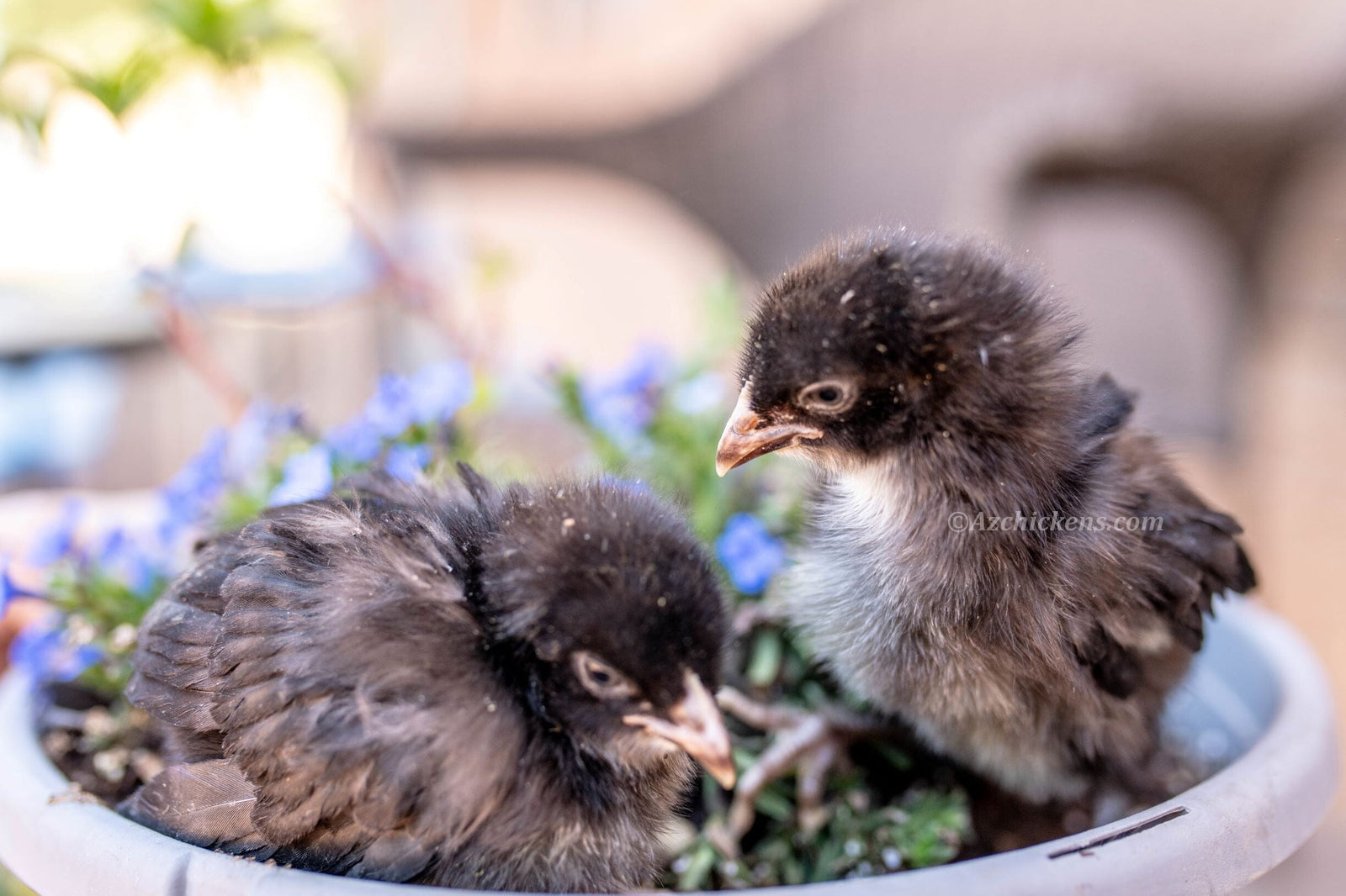 Black American Bresse Chicks - Buy 10 + 5 Bonus Free (Unsexed, Shipping Included) Black Bresse Chickens Az Chickens 
