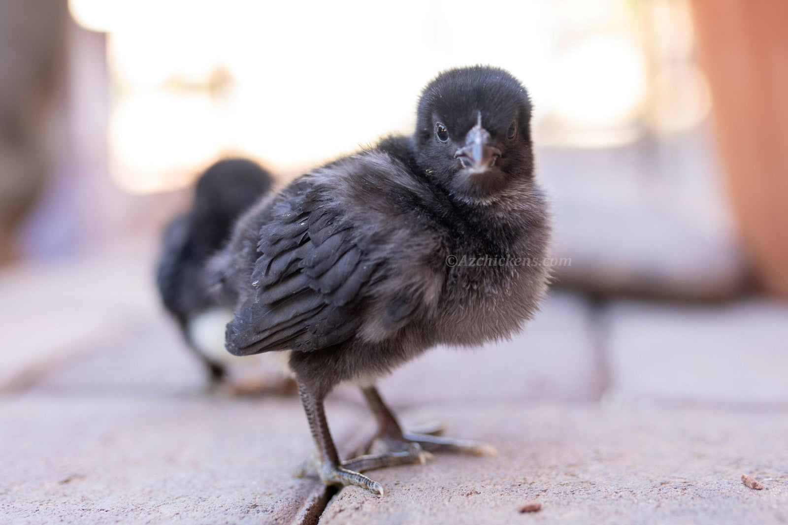 Black American Bresse Chicks - Buy 10 + 5 Bonus Free (Unsexed, Shipping Included) Black Bresse Chickens Az Chickens February 23rd 