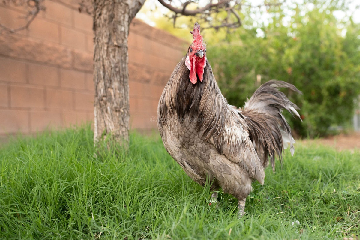 Blue American Bresse Chicks - Buy 10 + 5 Bonus Free (Unsexed, Shipping Included) Blue Bresse Chickens Az Chickens 