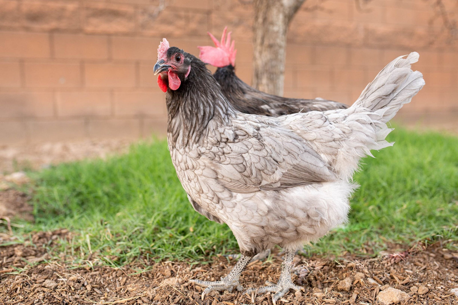 Blue American Bresse Chicks - Buy 10 + 5 Bonus Free (Unsexed, Shipping Included) Blue Bresse Chickens Az Chickens 