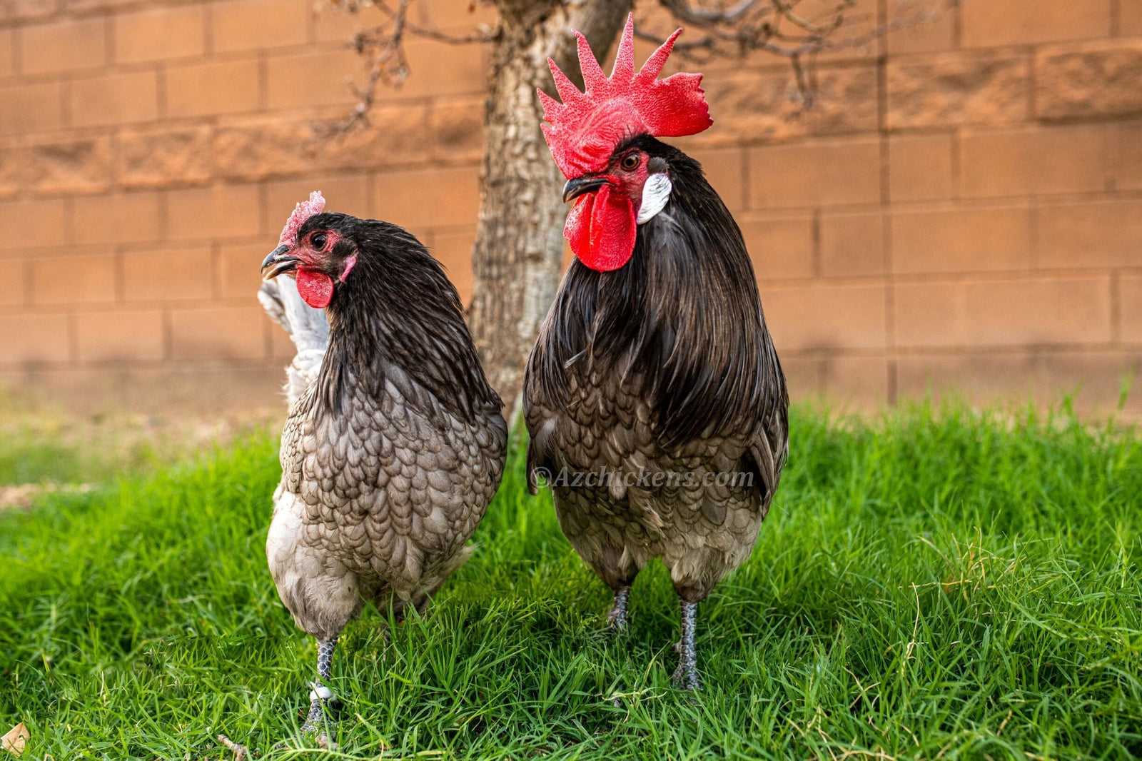 Blue American Bresse Chicks - Buy 10 + 5 Bonus Free (Unsexed, Shipping Included) Blue Bresse Chickens Az Chickens 