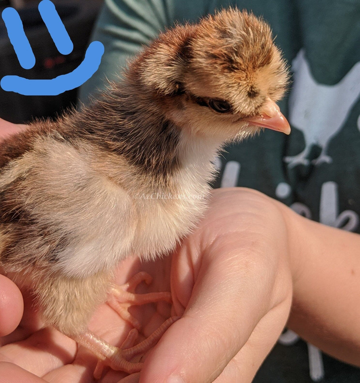 Creme Legbar Chicks – Buy 6 + 4 Bonus Free (10 Females Total, Shipping Included) Creme Crested Legbar Az Chickens 