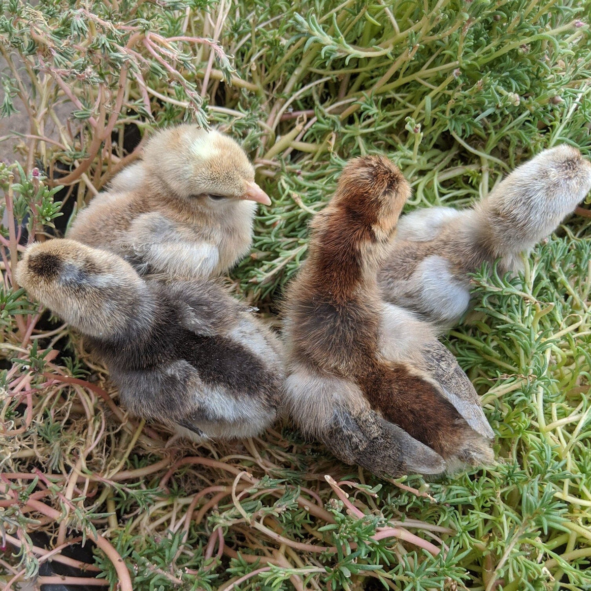 Creme Legbar Chicks – Buy 6 + 4 Bonus Free (10 Females Total, Shipping Included) Creme Crested Legbar Az Chickens 