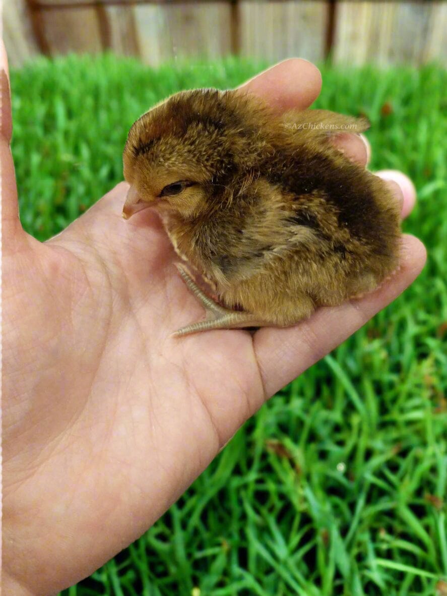 Easter Egger Chicks – Buy 10 + 5 Bonus Free (15 All-Female, Shipping Included) Az Chickens 