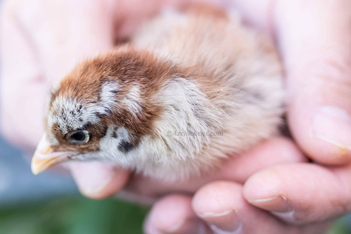 Easter Egger Chicks – Buy 10 + 5 Bonus Free (15 All-Female, Shipping Included) Az Chickens January 7th 