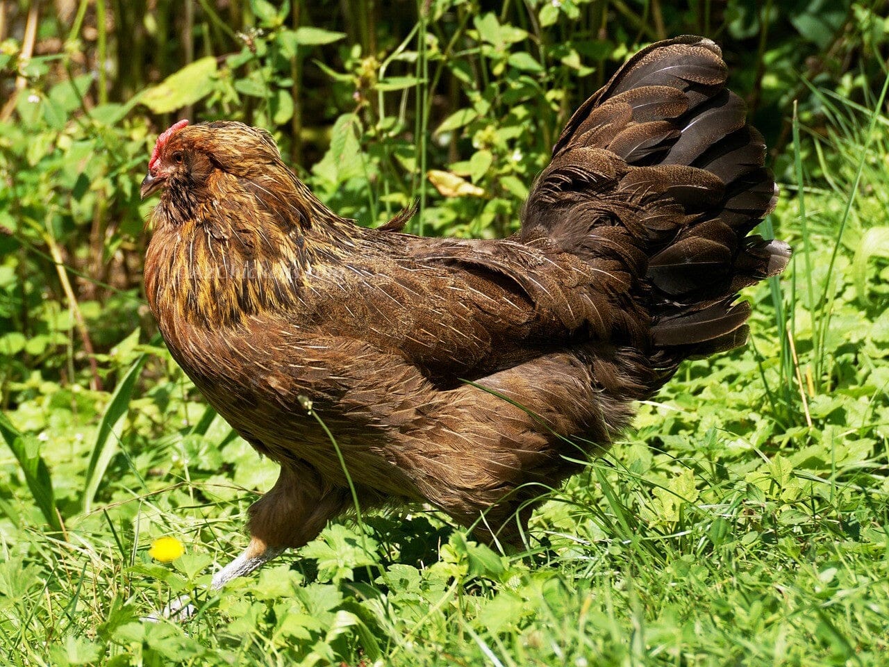 Easter Egger Chicks – Buy 10 + 5 Bonus Free (15 All-Female, Shipping Included) Az Chickens 