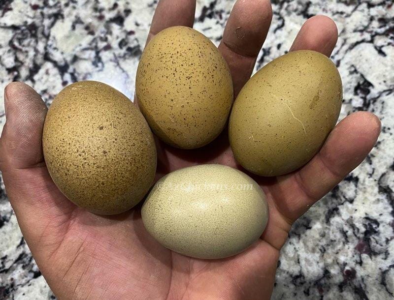 Moss & Olive Egger Chicks – Buy 10 + 5 Bonus Free (15 St. Run Chicks, Shipping Included) Az Chickens 
