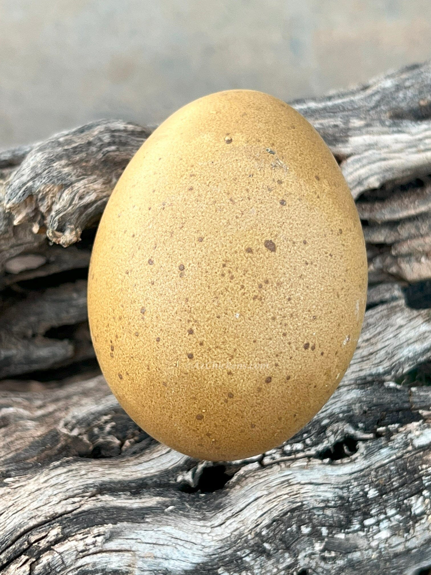 Moss & Olive Egger Chicks – Buy 10 + 5 Bonus Free (15 St. Run Chicks, Shipping Included) Az Chickens 