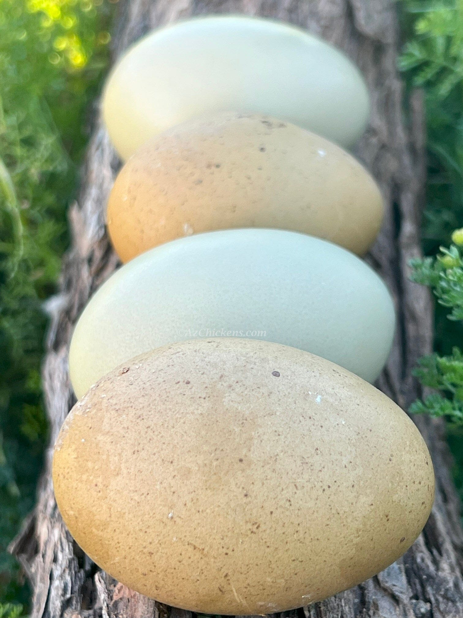 Moss & Olive Egger Chicks – Buy 10 + 5 Bonus Free (15 St. Run Chicks, Shipping Included) Az Chickens 