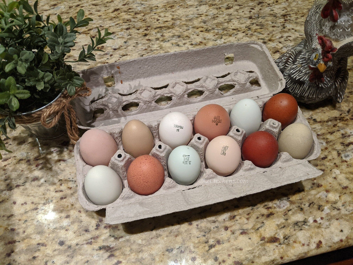 Rainbow Egg Assortment – Buy 10 + 5 Bonus Free (15 All-Female, Shipping Included) Az Chickens 