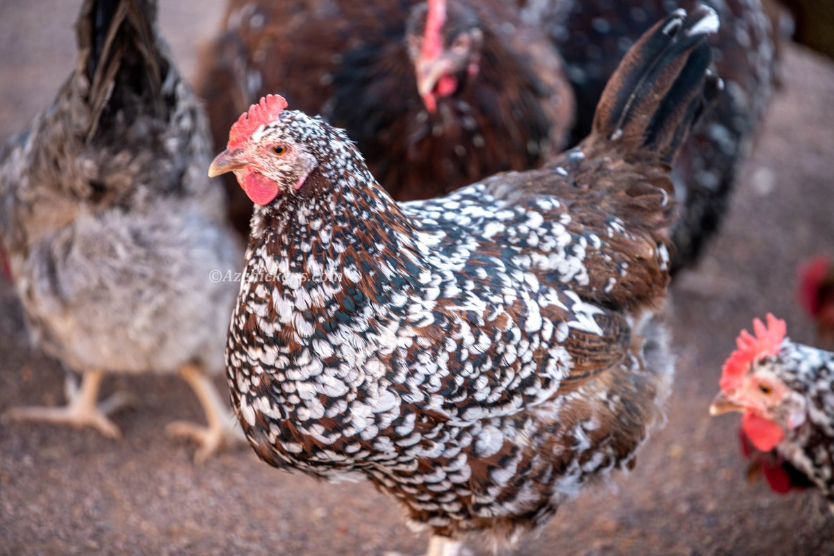 Rainbow Egg Assortment – Buy 10 + 5 Bonus Free (15 All-Female, Shipping Included) Az Chickens 