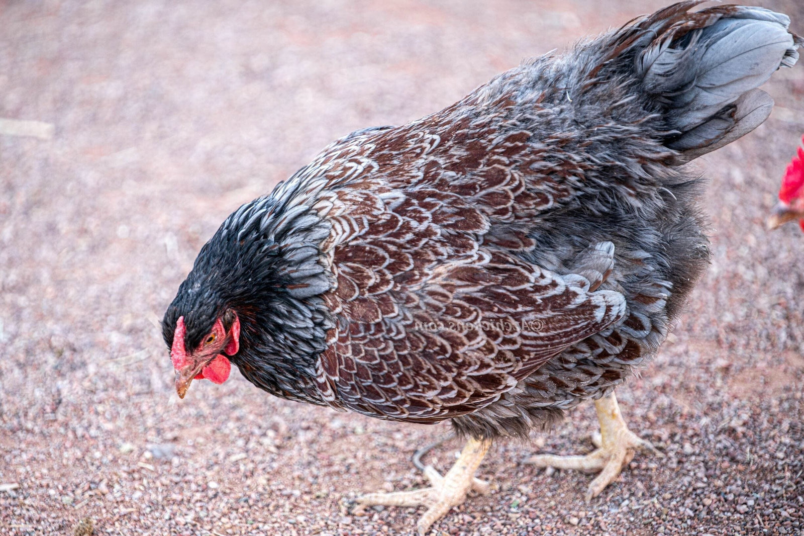 Blue Laced Red Wyandotte Chicks – Buy 6 + 4 Bonus Free (10 Females Total, Shipping Included) Speckled Sussex Chicks Az Chickens 