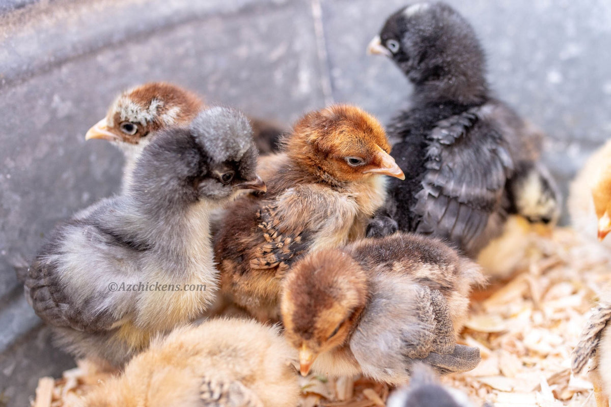 Rainbow Egg Assortment – Buy 10 + 5 Bonus Free (15 All-Female, Shipping Included) Az Chickens 