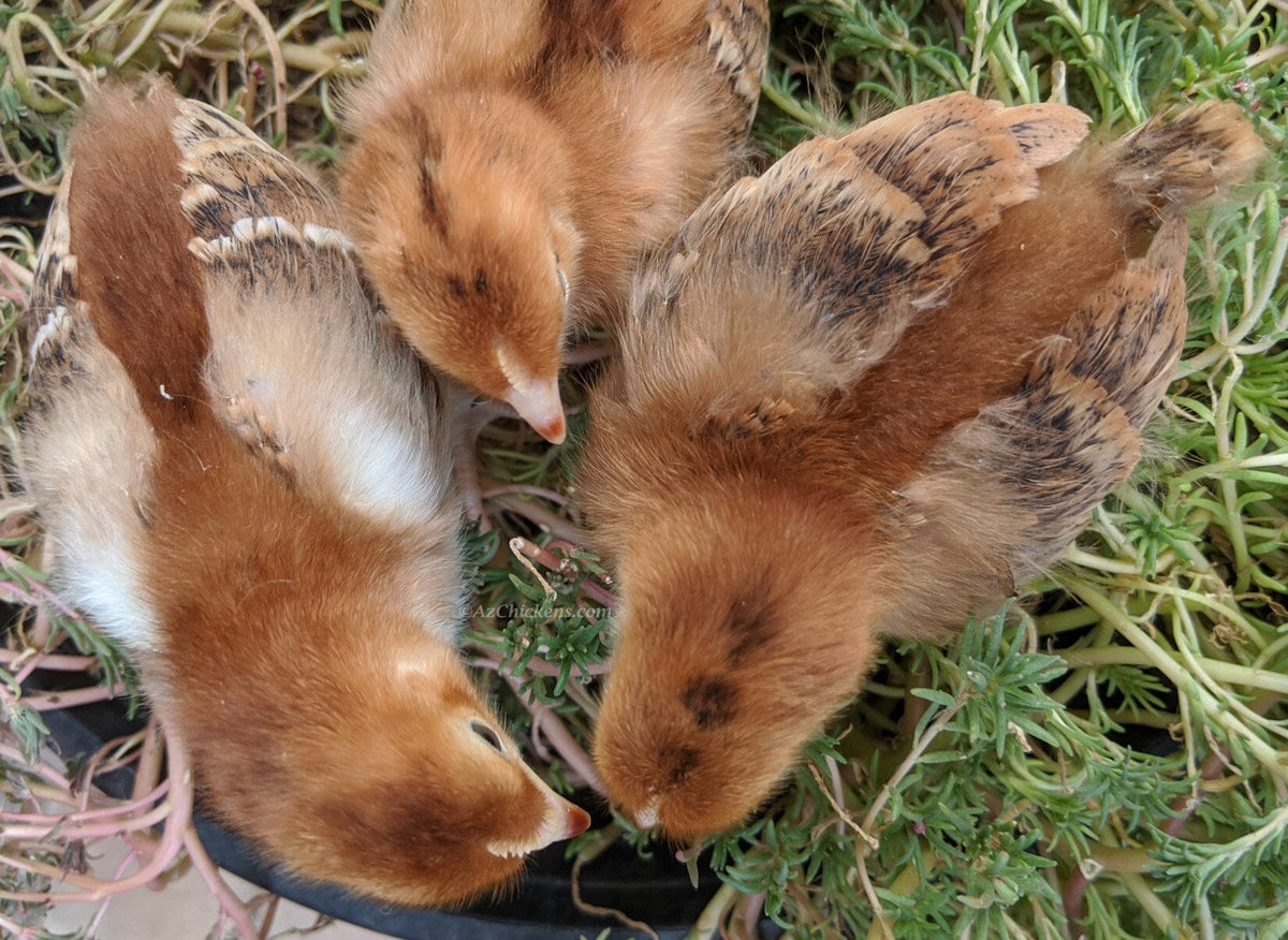 Rhode Island Red Chicks – Buy 10 + 5 Bonus Free (15 All-Female, Shipping Included) Az Chickens 