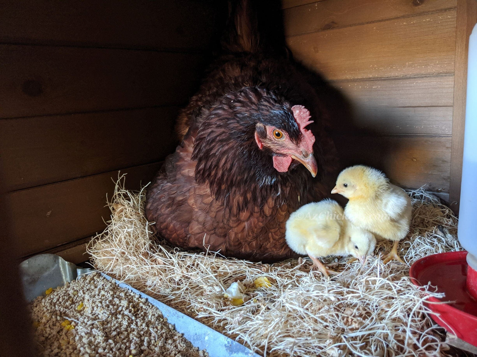 Rhode Island Red Chicks – Buy 10 + 5 Bonus Free (15 All-Female, Shipping Included) Az Chickens 