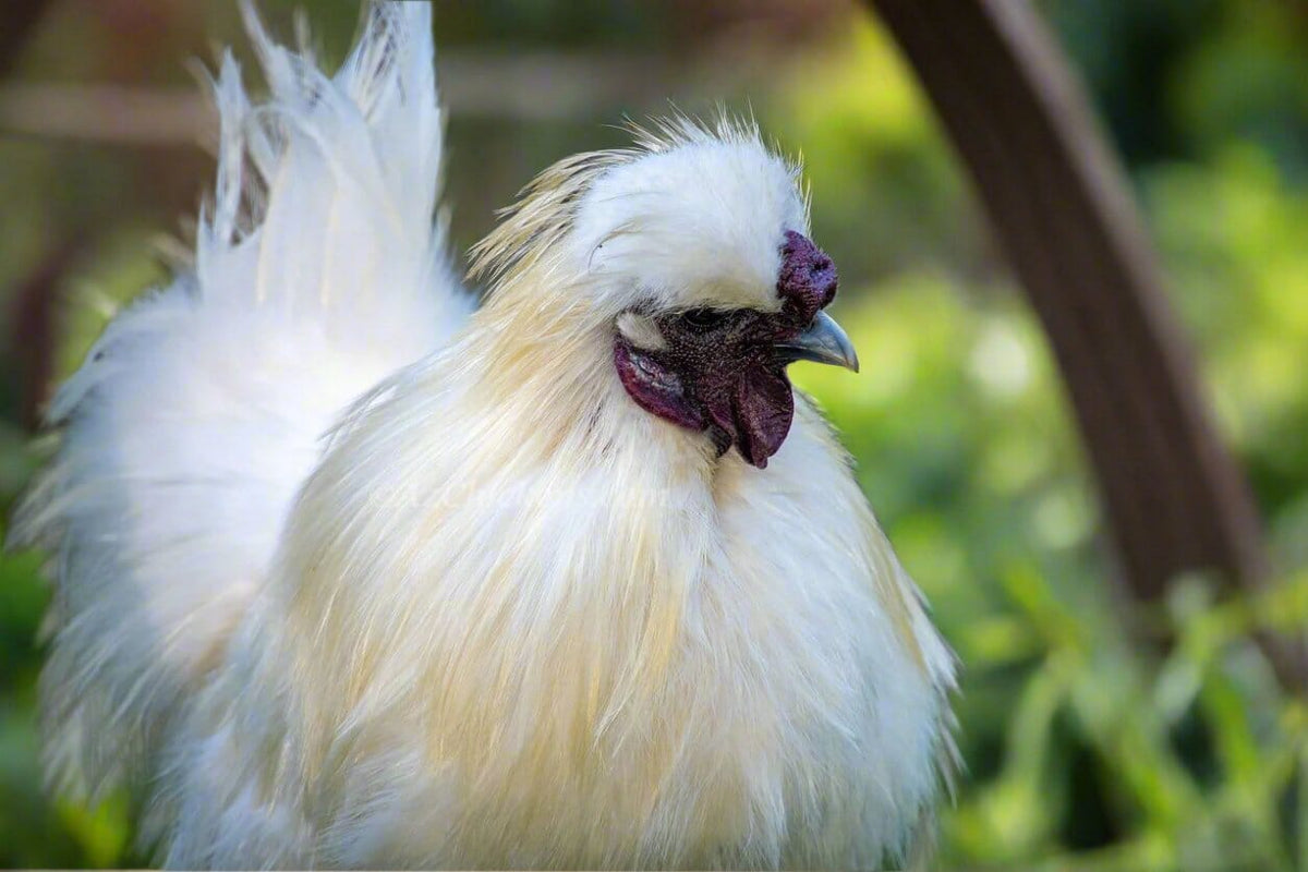 Silkie Chicks – Buy 6 + 3 Bonus Free (9 Unsexed, Mixed Colors, Shipping Included) Az Chickens 