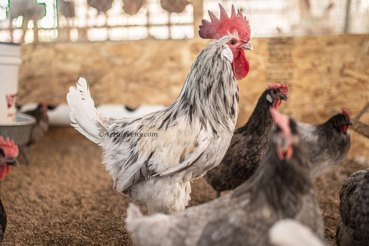 American Bresse Chicks - Assorted Colors - Buy 10 + 5 Bonus Free (Unsexed, Shipping Included) Bresse Chickens Az Chickens 