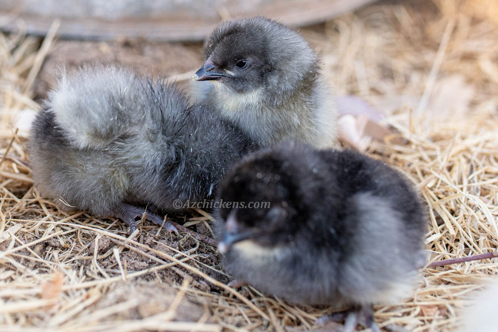 Blue American Bresse Chicks - Buy 10 + 5 Bonus Free (Unsexed, Shipping Included) Blue Bresse Chickens Az Chickens February 23rd 