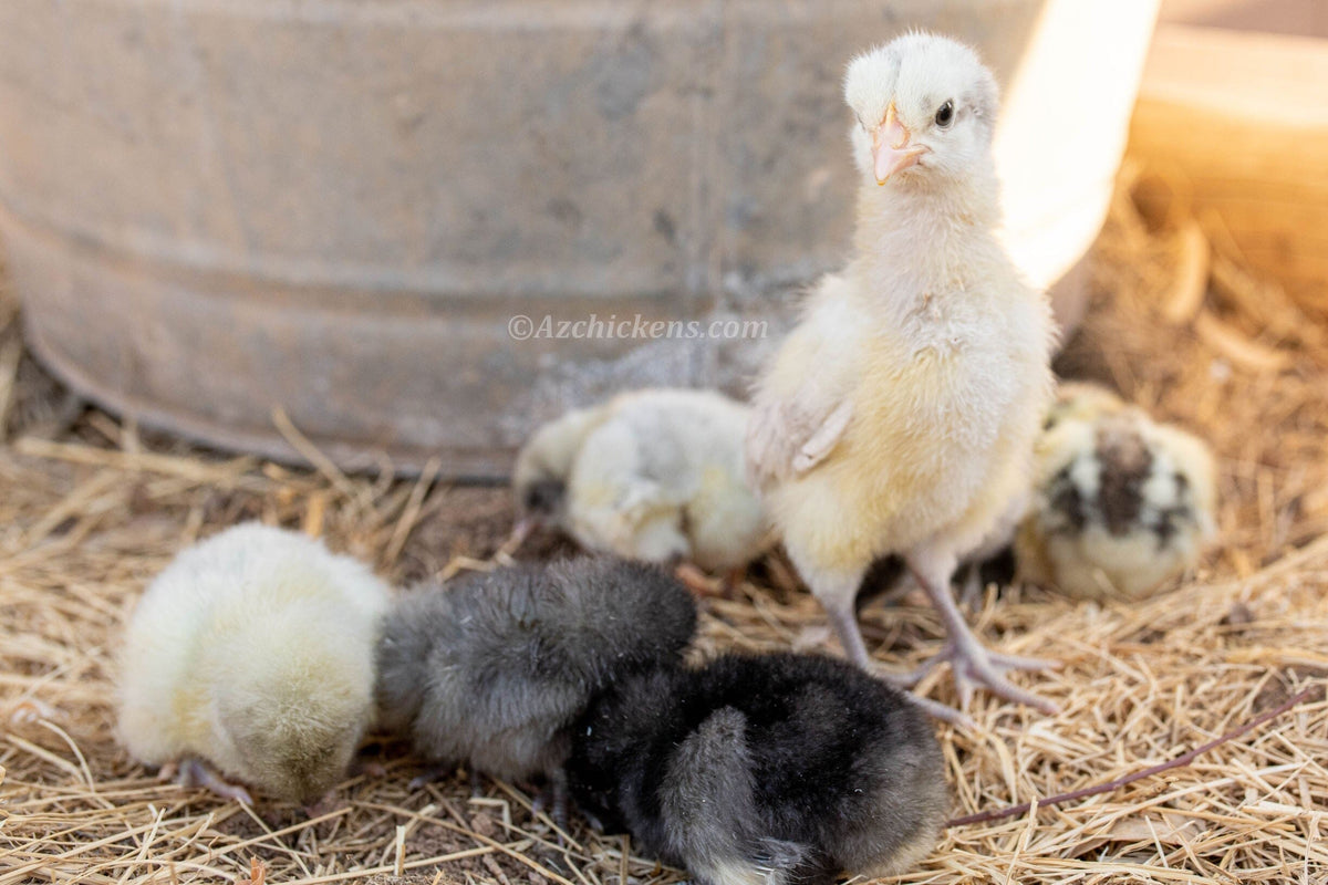 American Bresse Chicks - Assorted Colors - Buy 10 + 5 Bonus Free (Unsexed, Shipping Included) Bresse Chickens Az Chickens 