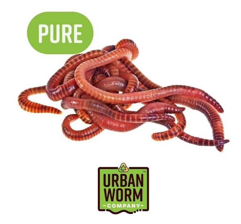 Pure Red Wiggler Composting Worms Hungry Worms 