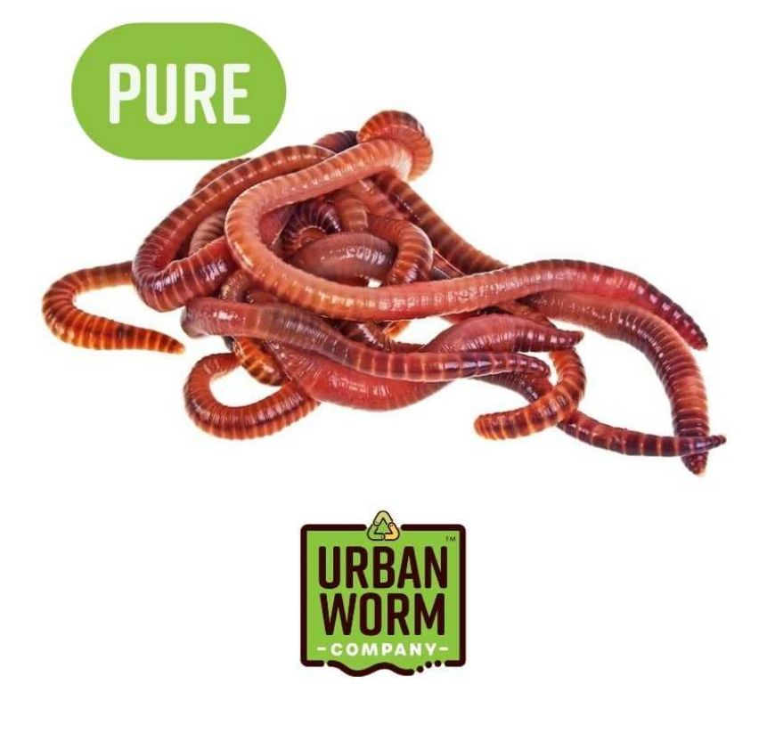 Pure Red Wiggler Composting Worms Urban Worm Company 1Lb (800-1000 Worms) 